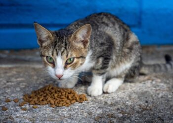 Why Is Fancy Feast Out of Stock